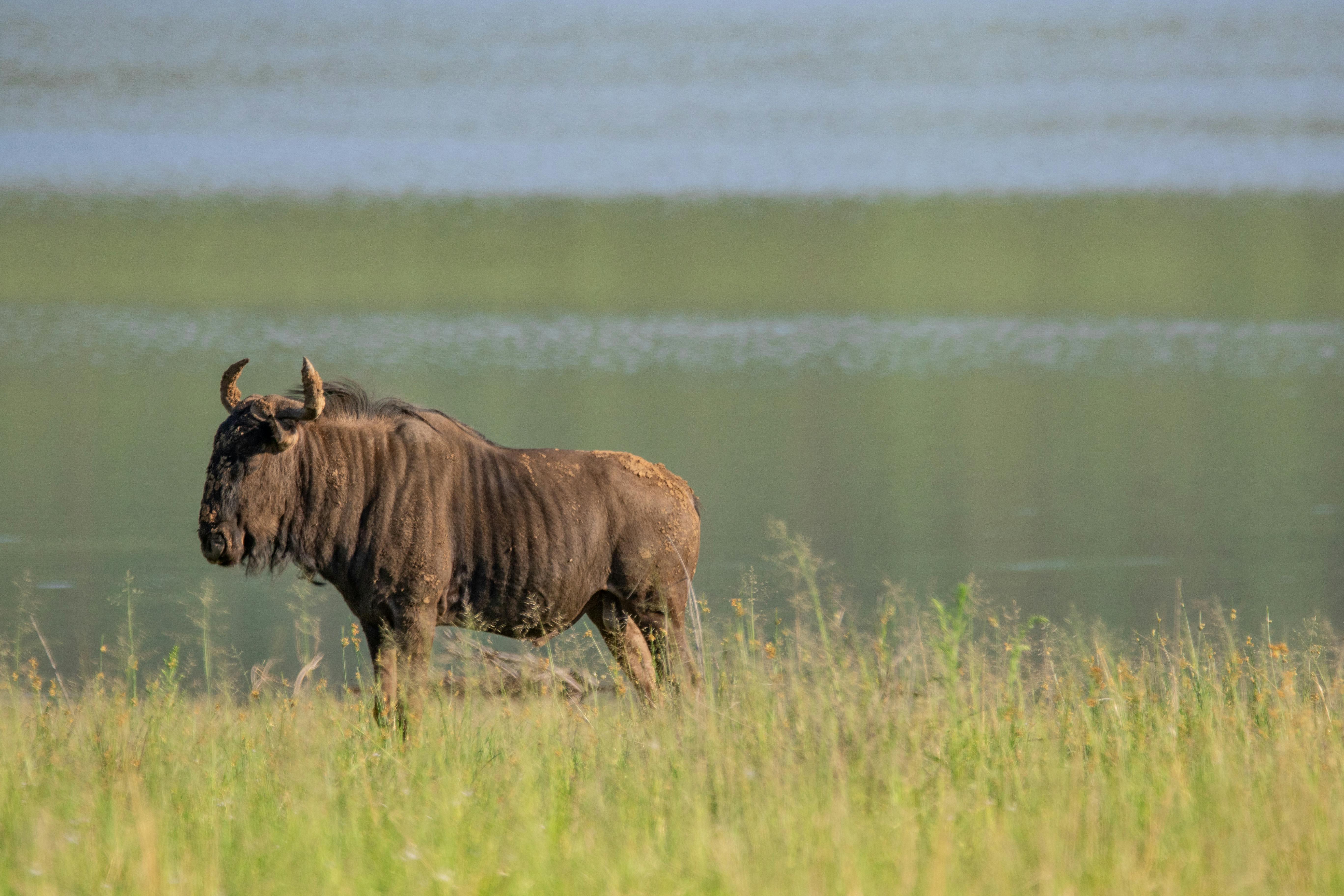 Free stock photo of africa, animal, bluewildebeest