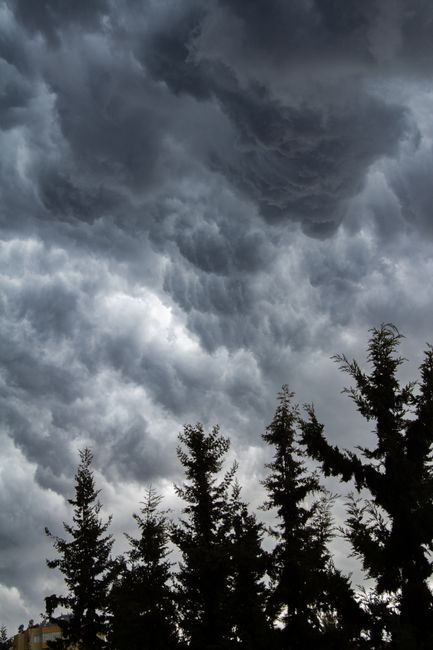 Fotomural Una imagen poderosa de nubes de tormenta dramáticas sobre árboles coníferos altos, capturando la esencia del poder de la naturaleza.
