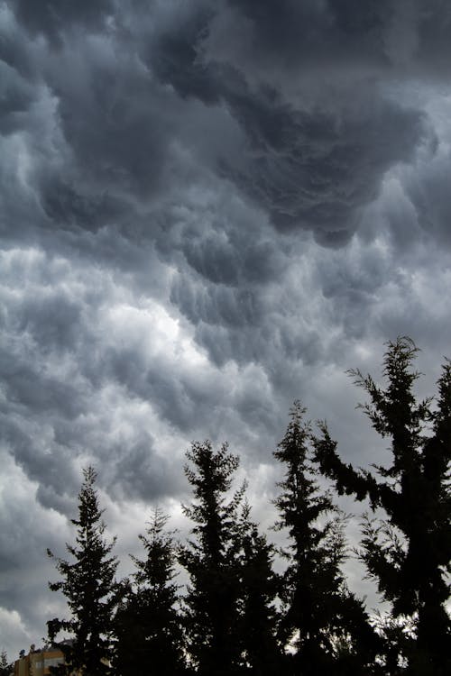 Kostnadsfria Kostnadsfri bild av barrträd, dramatisk himmel, dyster Stock foto
