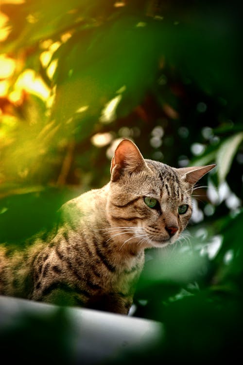Tabby Cat among Leaves
