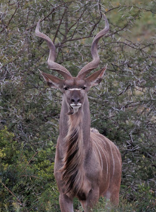 Portrait of Kudu Antelope