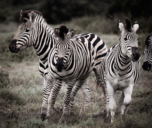 Ingyenes stockfotó állatfotók, fekete-fehér, fényképek a vadvilágról témában