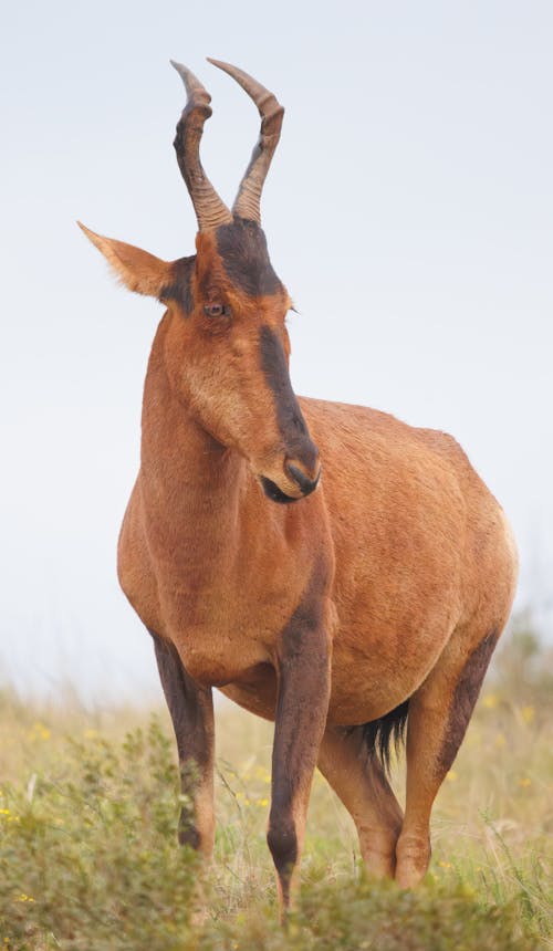 Red Hartebeest in South Africa