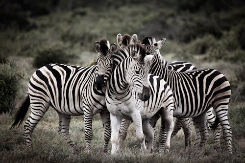Zebras on Savannah in South Africa
