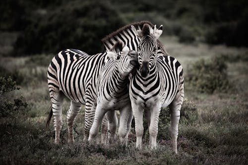 Immagine gratuita di bianco e nero, fotografia di animali, fotografia naturalistica