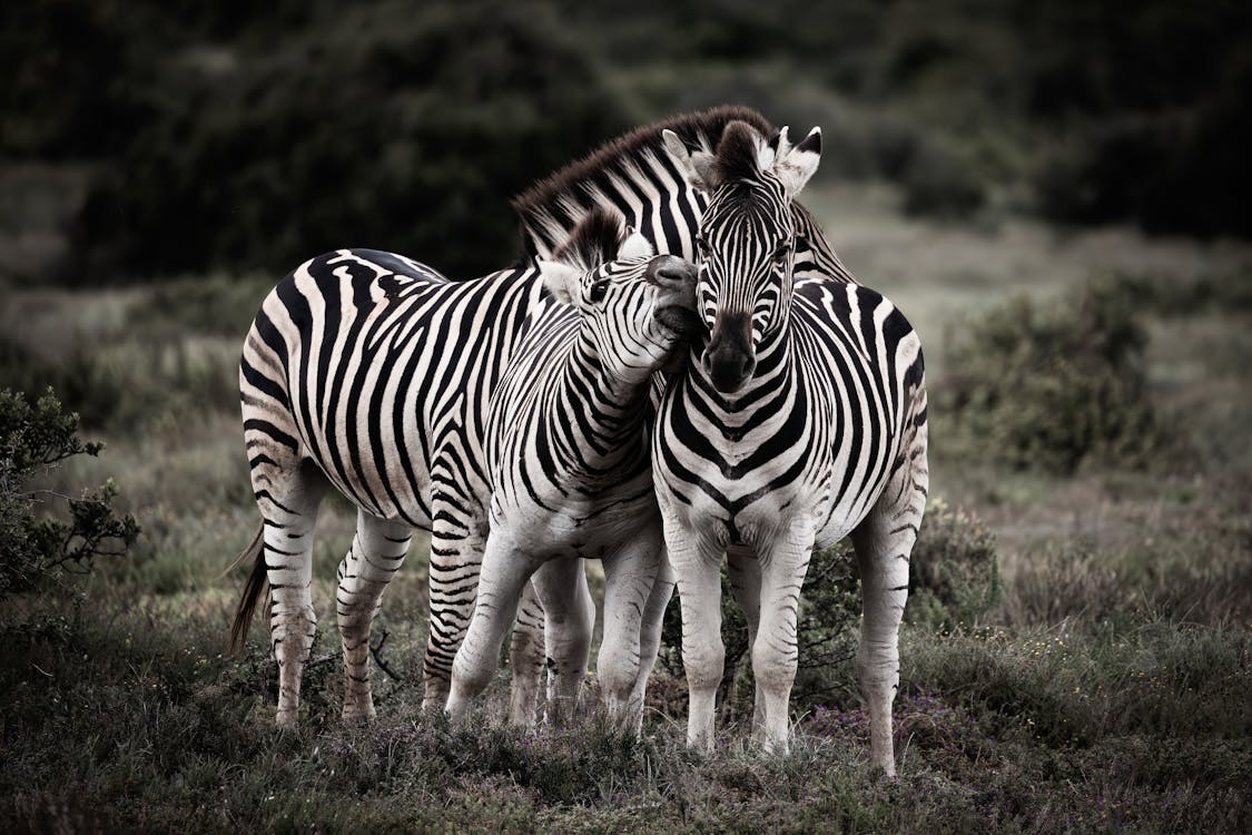 Kostenloses Stock Foto zu außerorts, grasfläche, ländlich