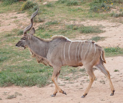 antilop, doğa, geyik boynuzları içeren Ücretsiz stok fotoğraf