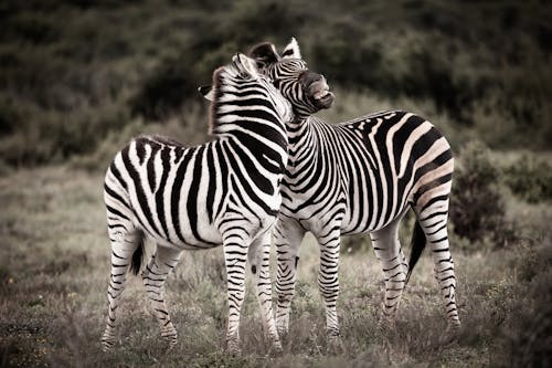 Zebras in Black and White