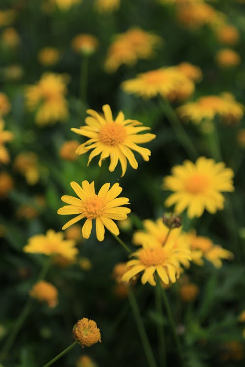 Yellow Flowers on a Field