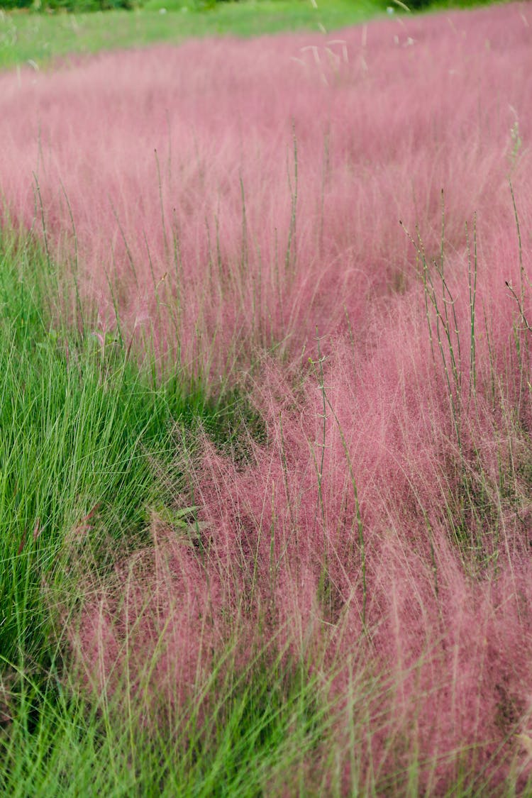 Growth Of Ruby Grass