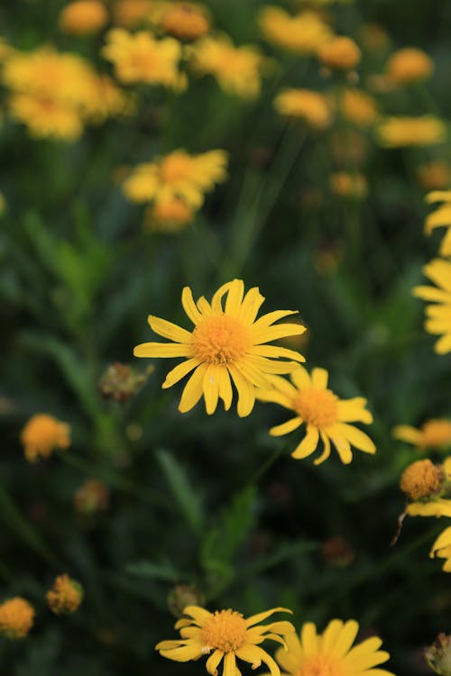 Yellow Flowers on a Field