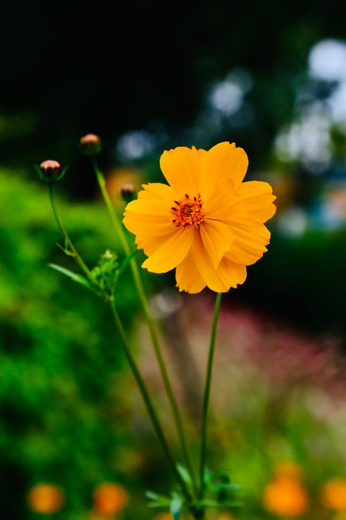 Close up of Yellow Cosmos Flower · Free Stock Photo