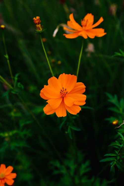 Free Close-up of vibrant orange cosmos flowers blooming against lush green foliage. Stock Photo