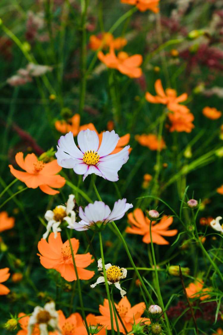 White And Orange Flowers On Meadow