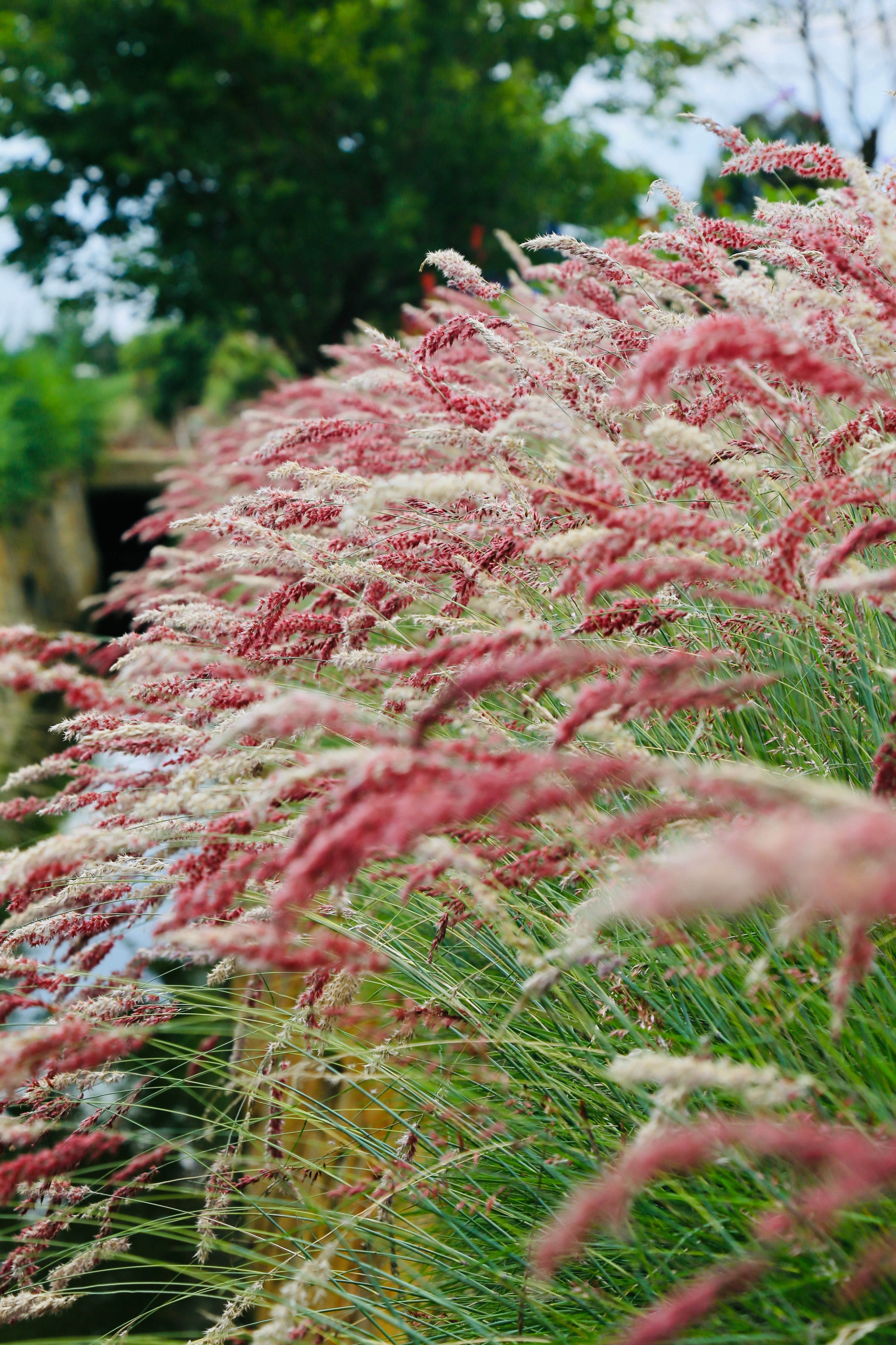Dense ornamental grasses forming a layered garden planting
