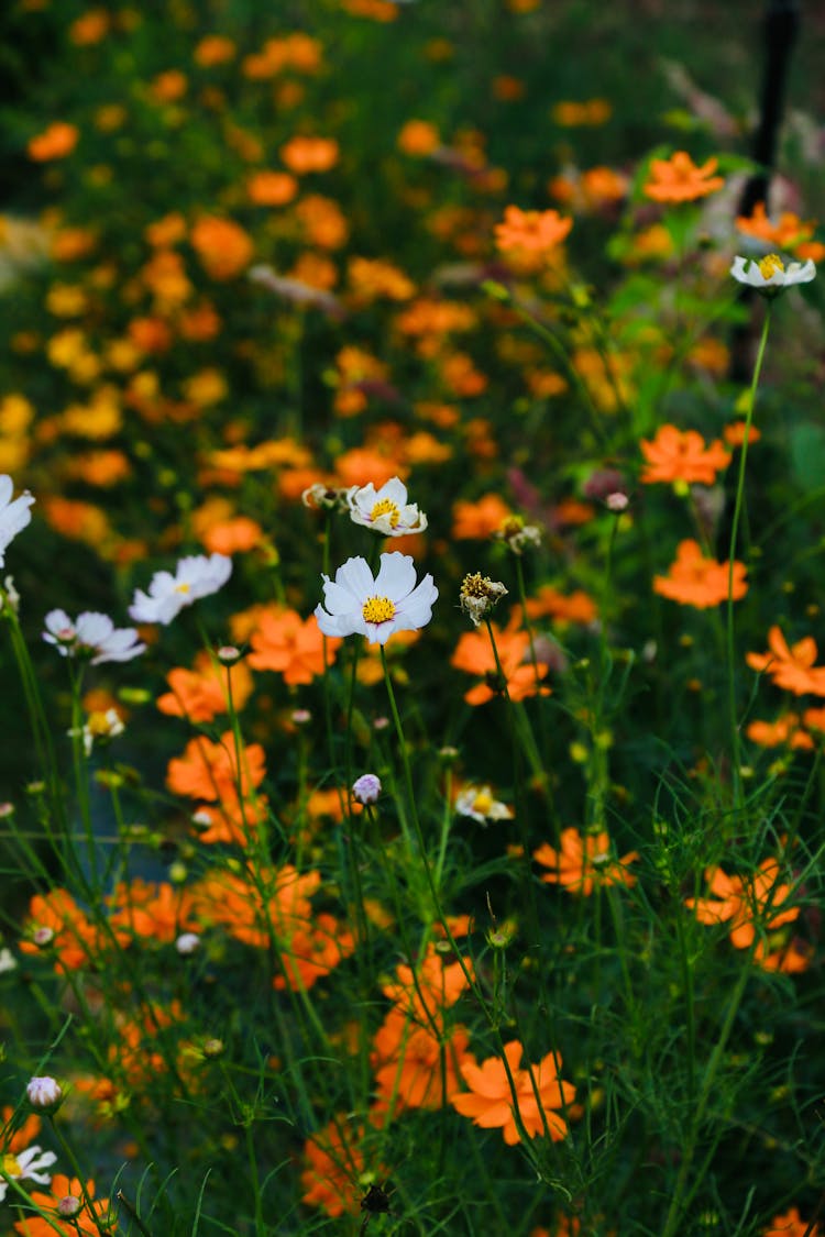 White And Orange Flowers In A Garden