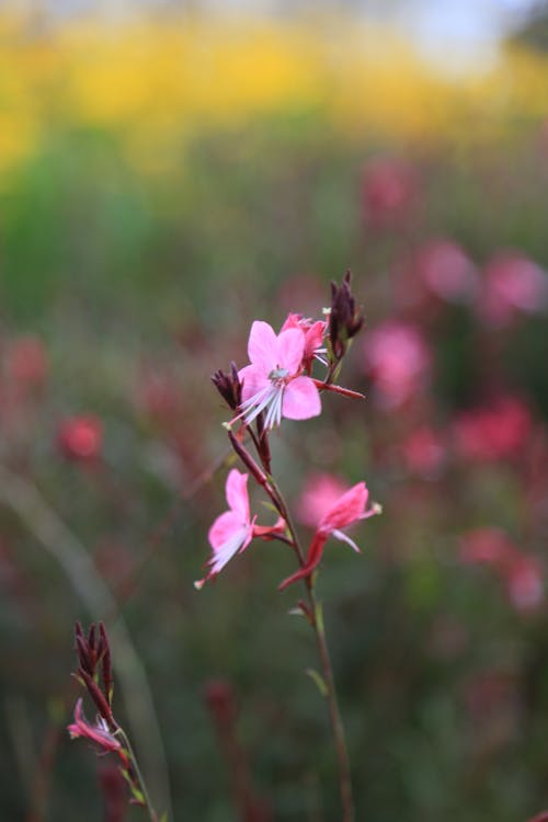 Pink Flowers on a Field