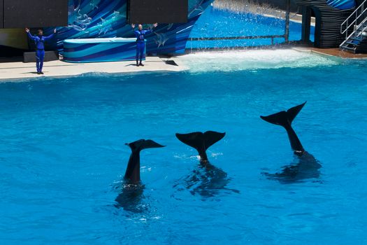 Captivating dolphin show with trainers at an aquarium featuring synchronized swimming.
