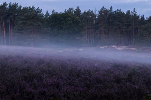 Základová fotografie zdarma na téma heide, lüneburg, purpurová