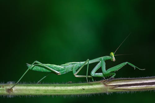 Fotobanka s bezplatnými fotkami na tému divočina, fotografie zvierat žijúcich vo voľnej prírode, hmyz