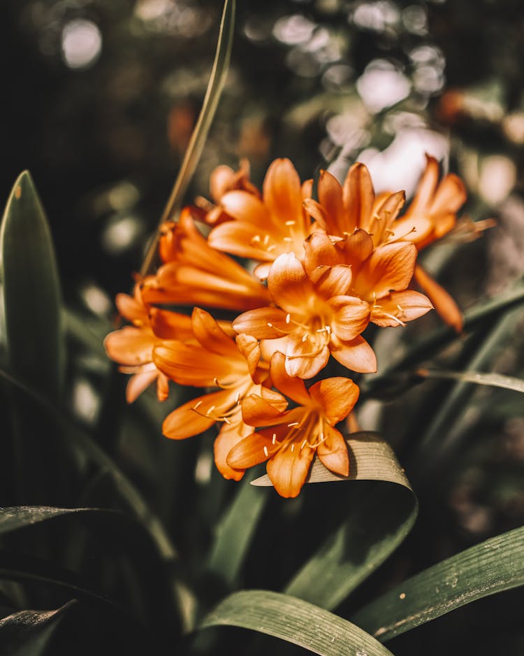 Close Up Of A Flower