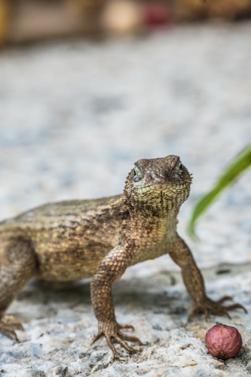 Lizard on Ground