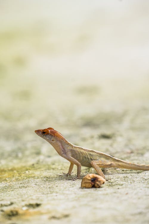 Lizard on Ground