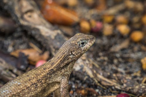 Northern Curly-Tailed Lizard on Ground