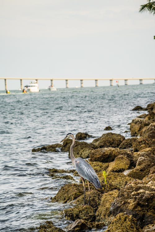 Heron on Rocks on Sea Shore