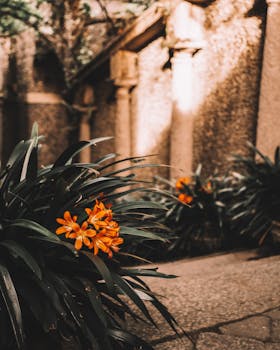 Vibrant orange flowers in a serene Stresa courtyard, capturing the charm of historic architecture.