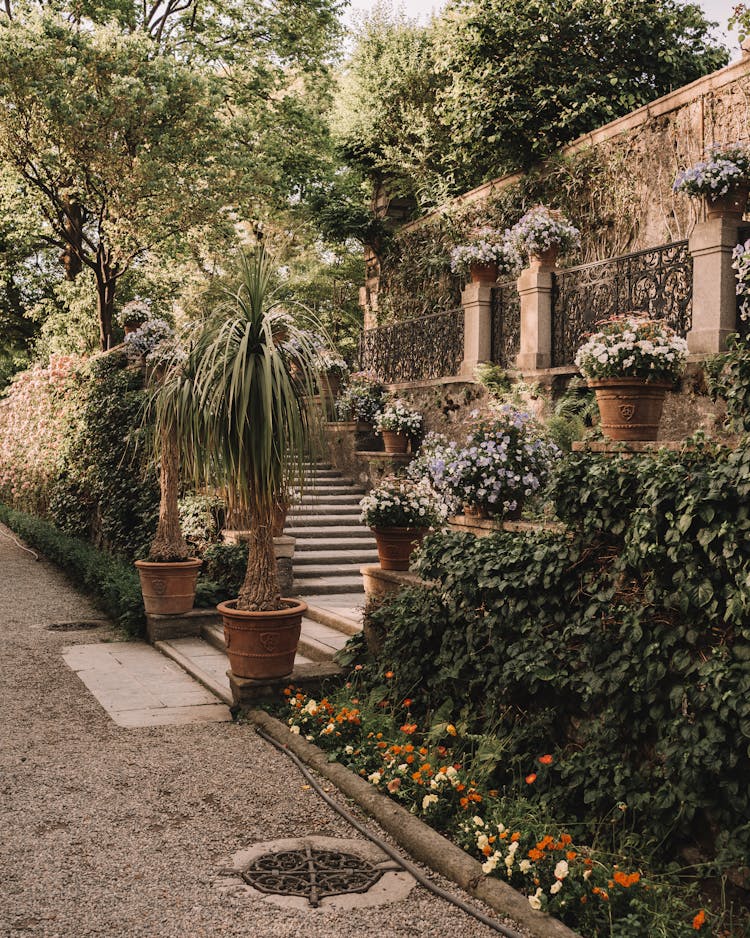 Plants In A Garden 