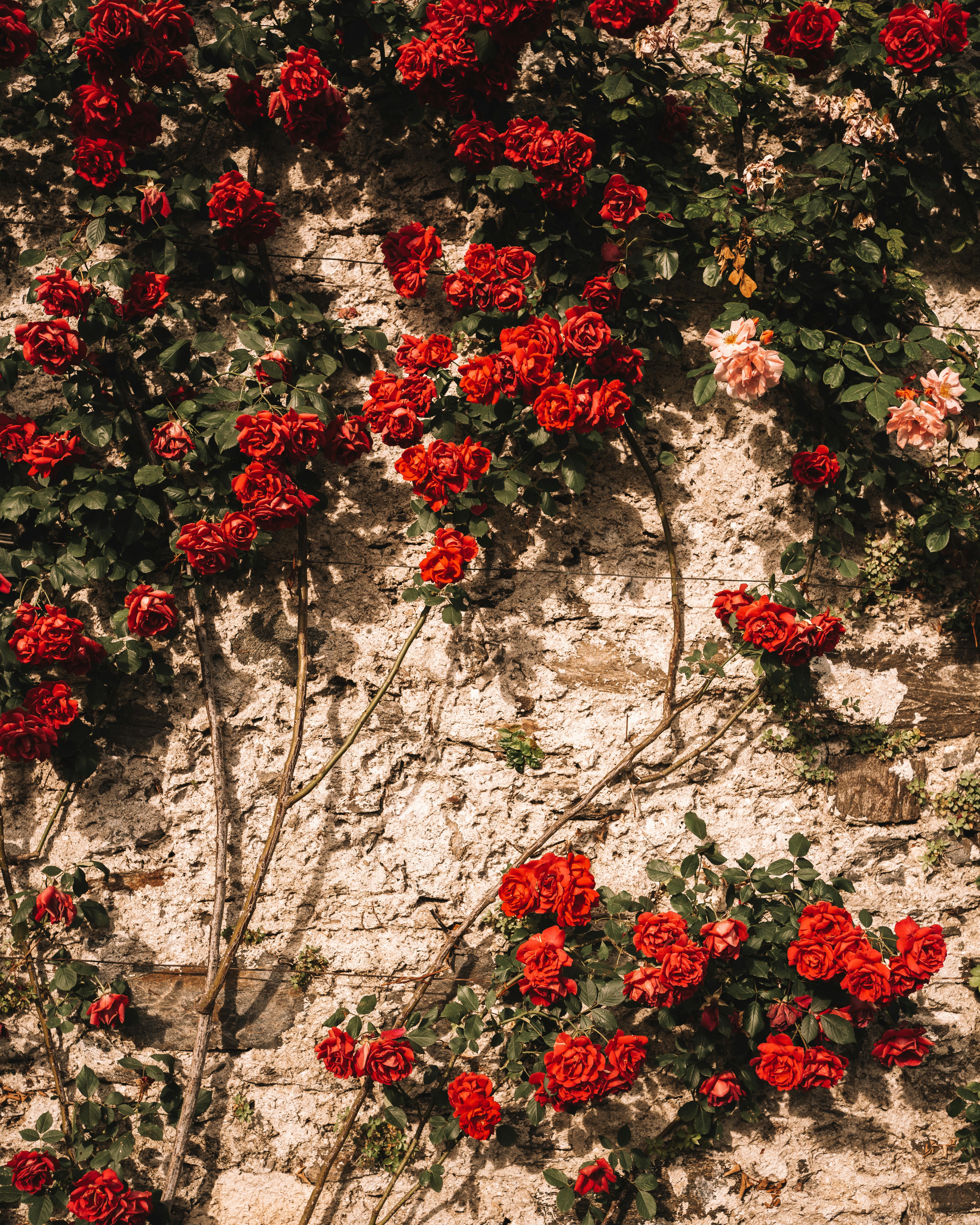 Red roses beautifully covering a stone wall in Stresa, Italy, showcasing nature's vibrant colors.