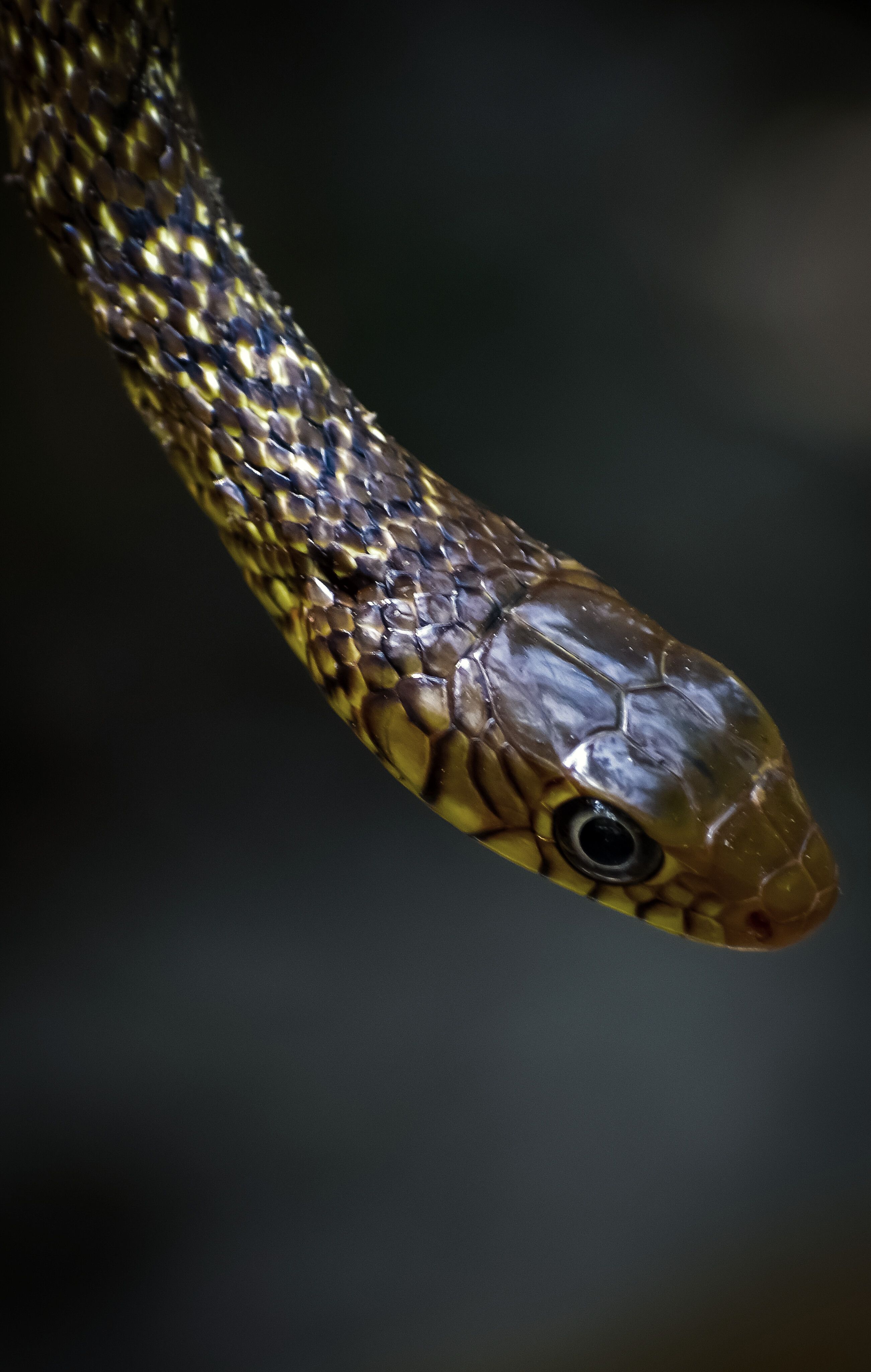 Detailed close-up of a slender tree snake showcasing its scales and focused eyes in the wild.