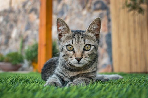 Gratis stockfoto met aan het liegen, dierenfotografie, gazon