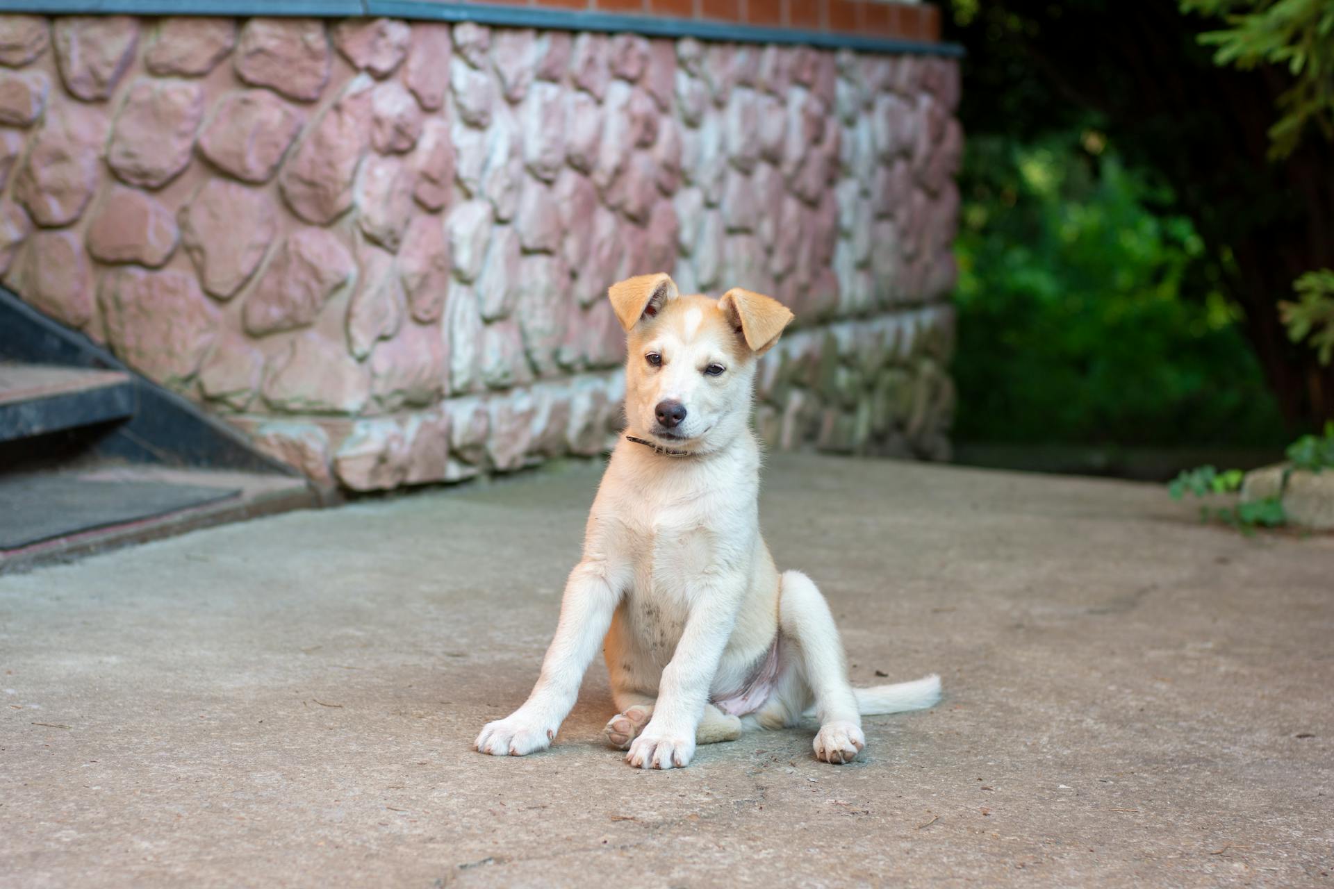 Puppy Sitting on Concrete Floor