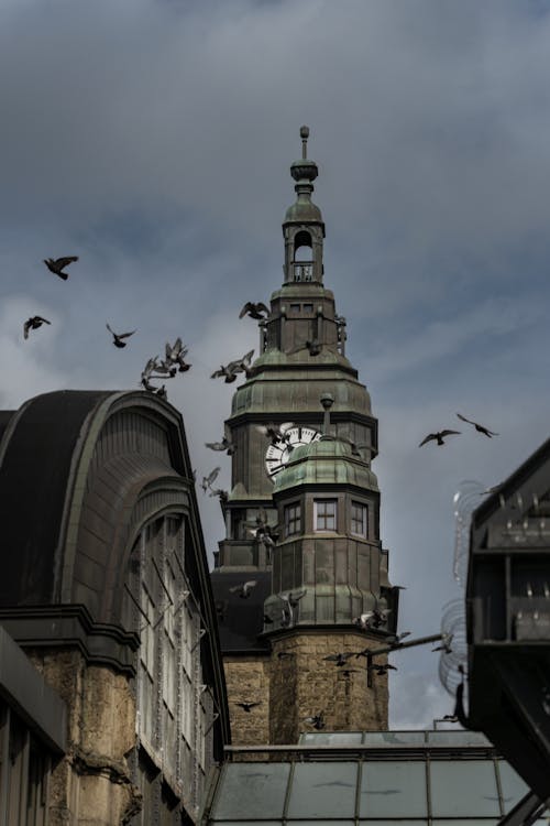 Kostnadsfri bild av arkitektur, fåglar, hamburg