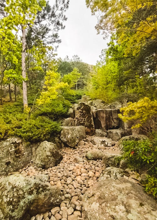 Dried Riverbed in Forest