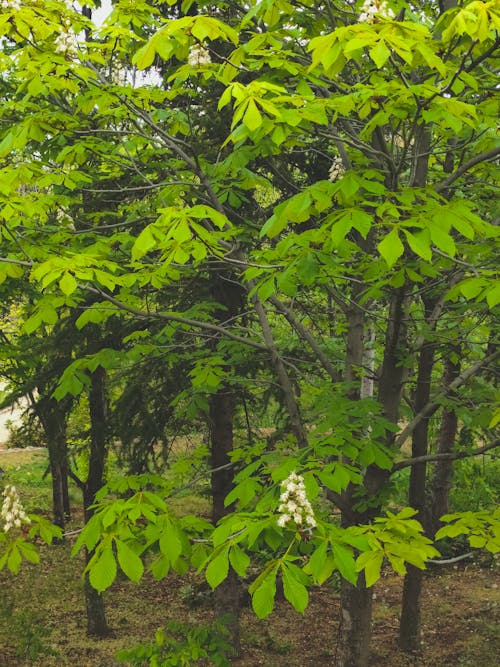 Fotobanka s bezplatnými fotkami na tému jar, konský gaštan, kvety