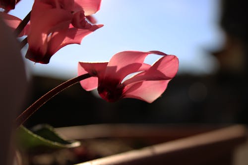 Foto d'estoc gratuïta de cel, cyclamen persicum, flor