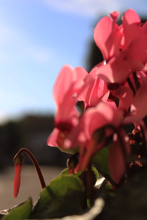 Foto d'estoc gratuïta de brot, cel, cyclamen persicum