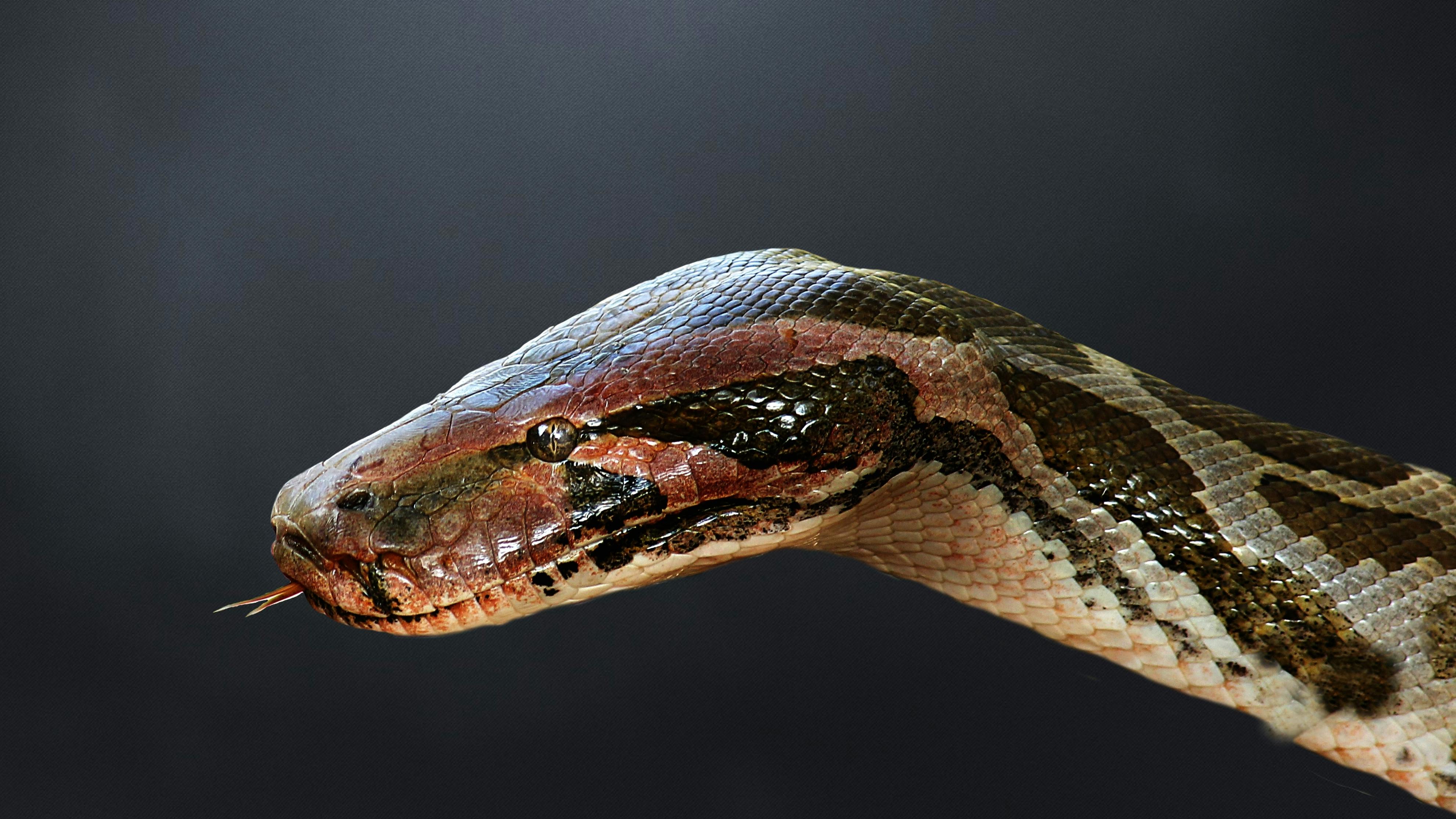 Free stock photo of The Python in the darkness