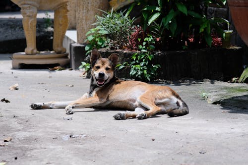 Foto profissional grátis de animal de estimação, cachorro, canino