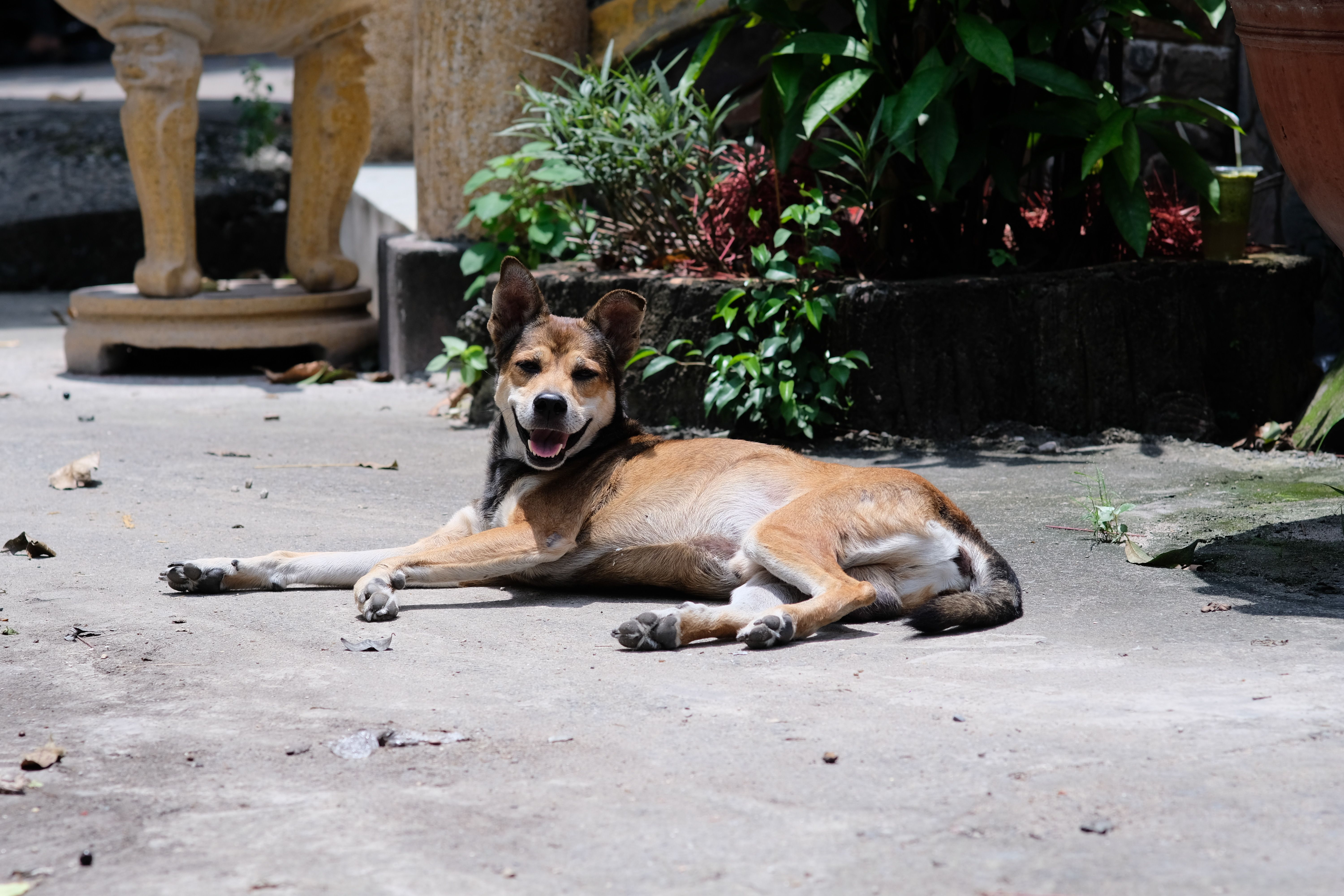 Dog relaxing on a backyard patio