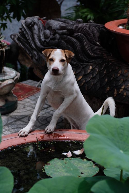 Free A white dog standing by a garden pond beside an ornate sculpture. Stock Photo