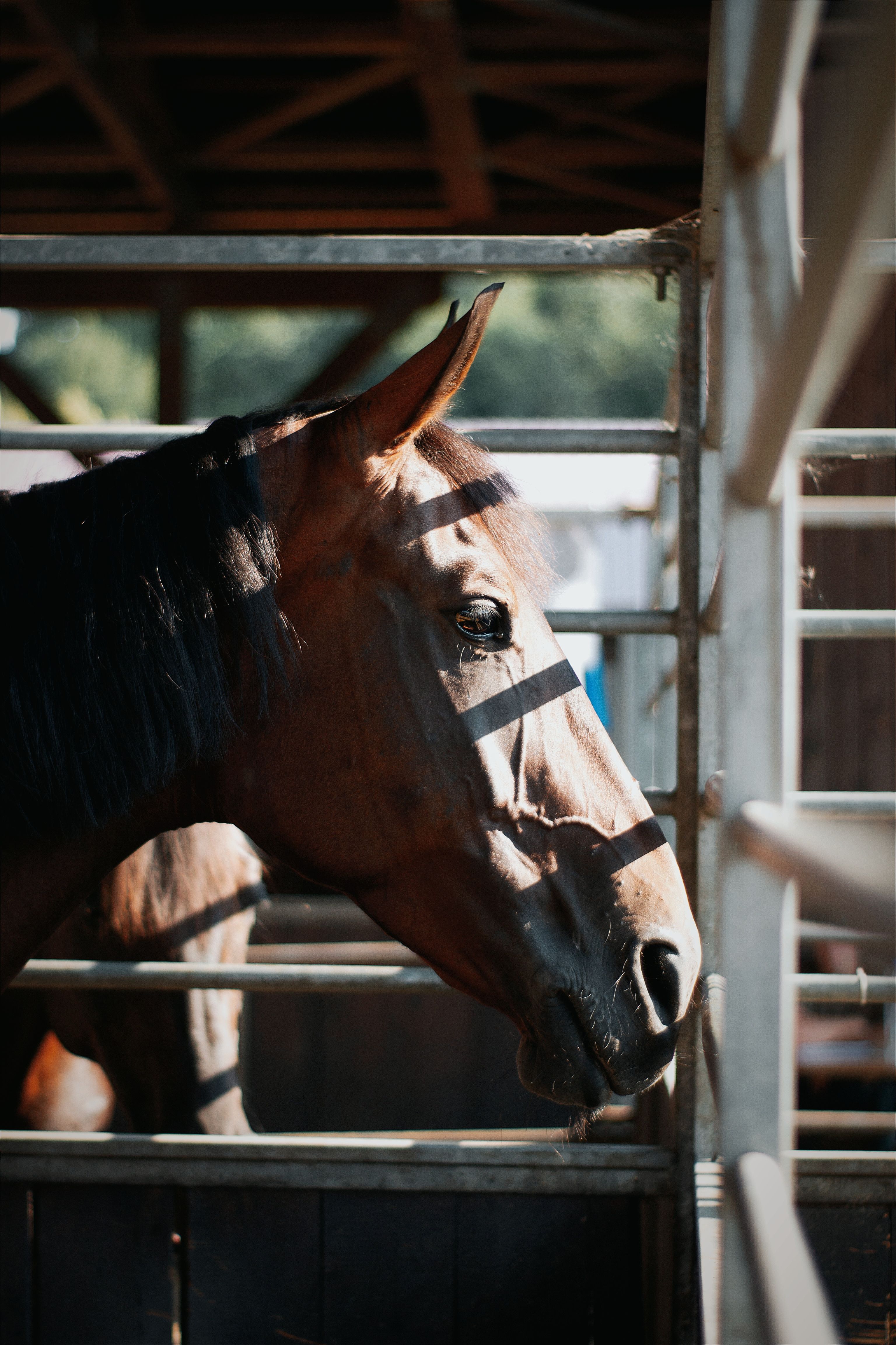 A beautiful bay horse in a sunlit stable in Hungary, showcasing its majestic profile.