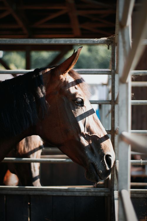Free A beautiful bay horse in a sunlit stable in Hungary, showcasing its majestic profile. Stock Photo