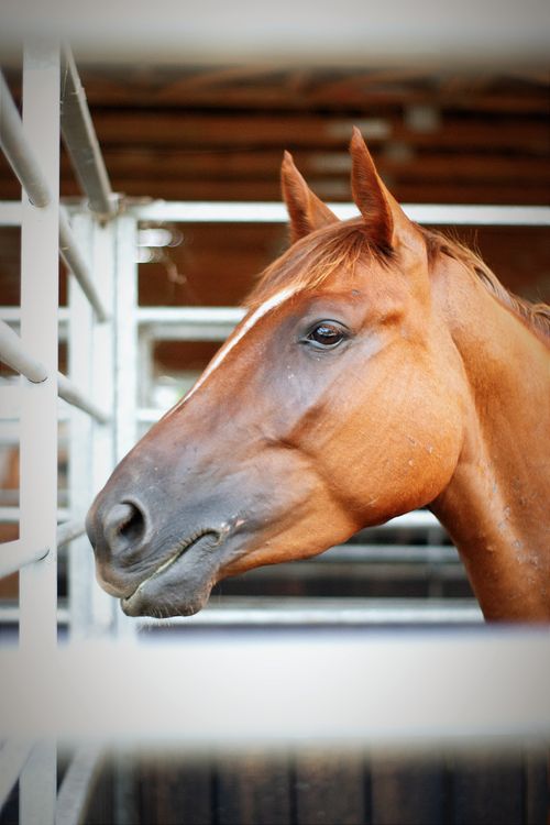 Free Close-up of a majestic horse in a Hungarian stable, showcasing its elegant features. Stock Photo