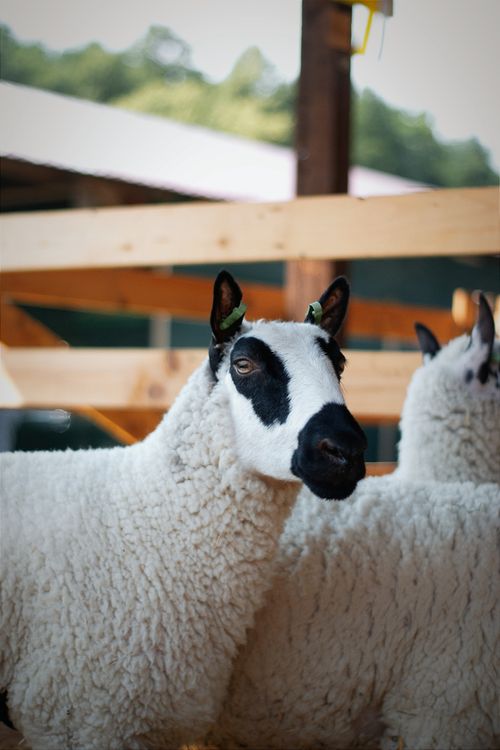 Free Close-up of Kerry Hill sheep in a rural Hungarian farm setting. Stock Photo