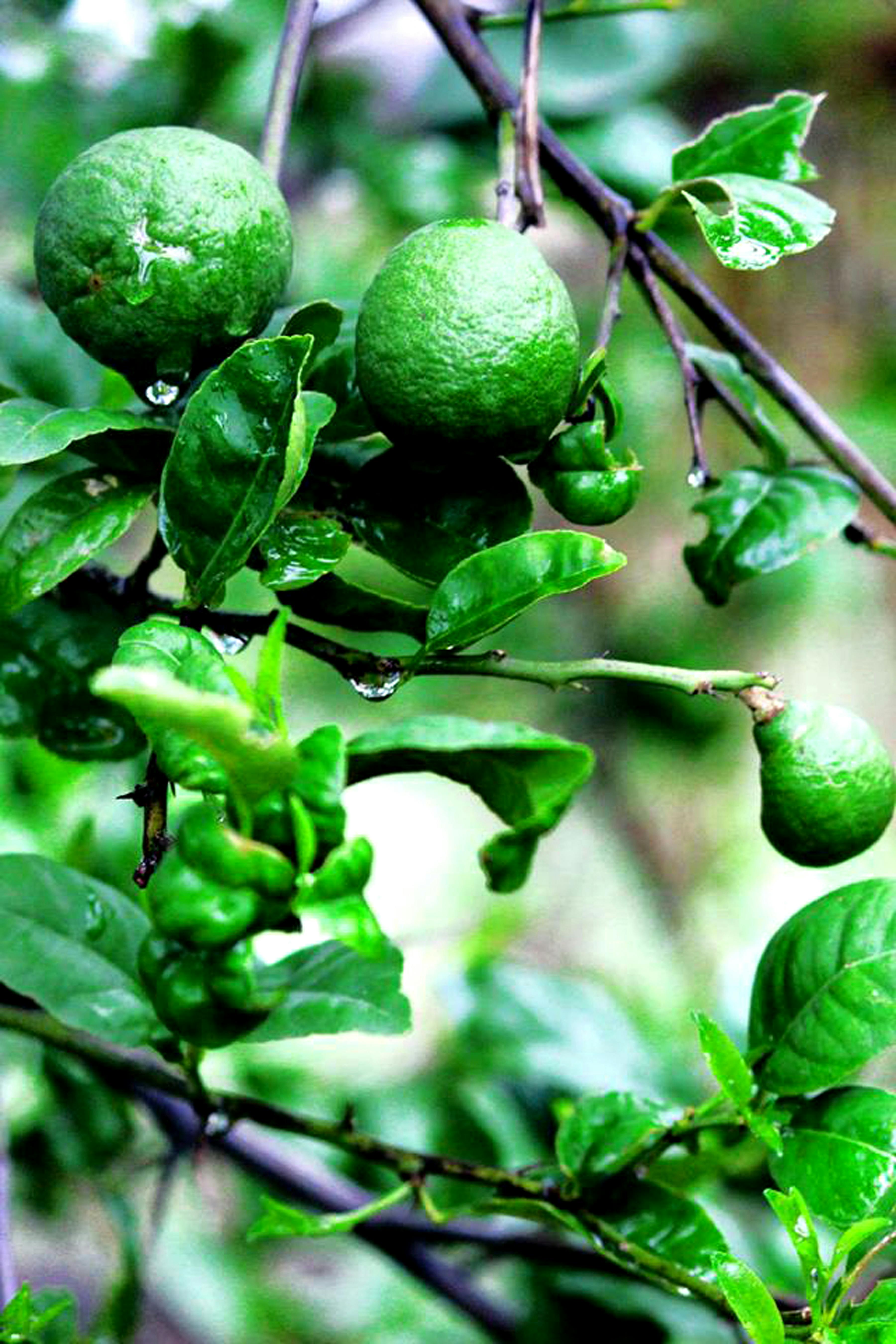 网红香水柠檬树盆栽柠檬树苗可食用果树苗室内阳台好养活花卉绿植-阿里巴巴