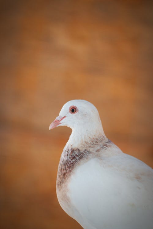 Immagine gratuita di colomba bianca, focus selettivo, fotografia naturalistica